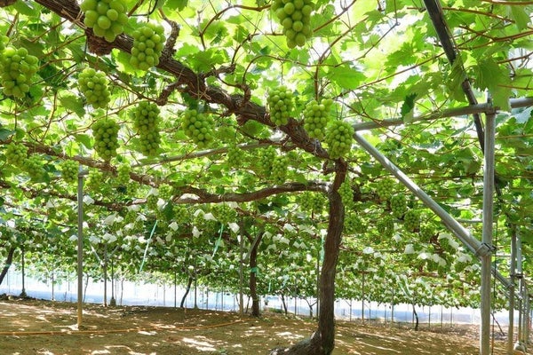 合計3房お土産付き!本場岡山・ぶどうもぎ食べ大作戦と初秋の大収穫祭【富田林・藤井寺発】1